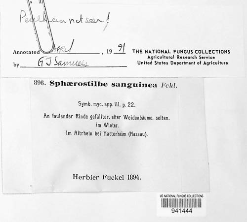 Tuberculariella sanguinea image